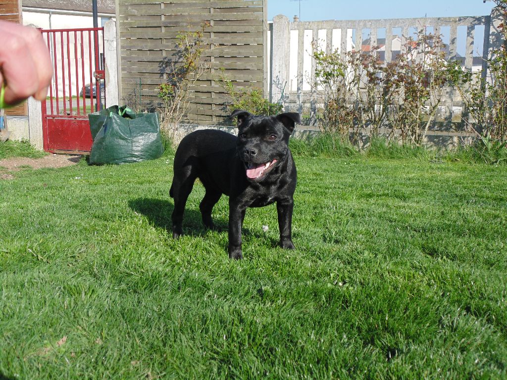 Moon hope Indy's Goldstaffie